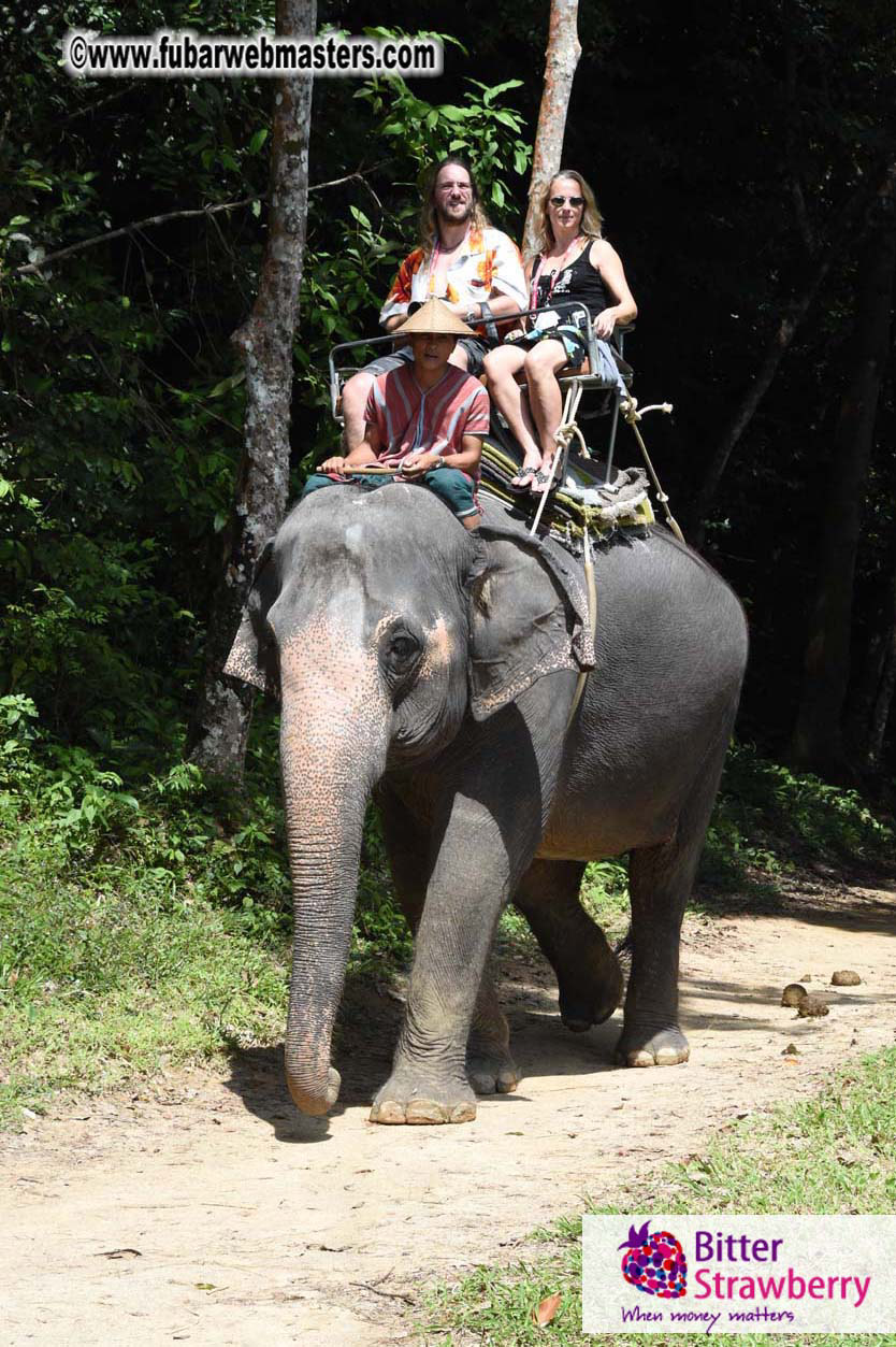 Elephant Safari 