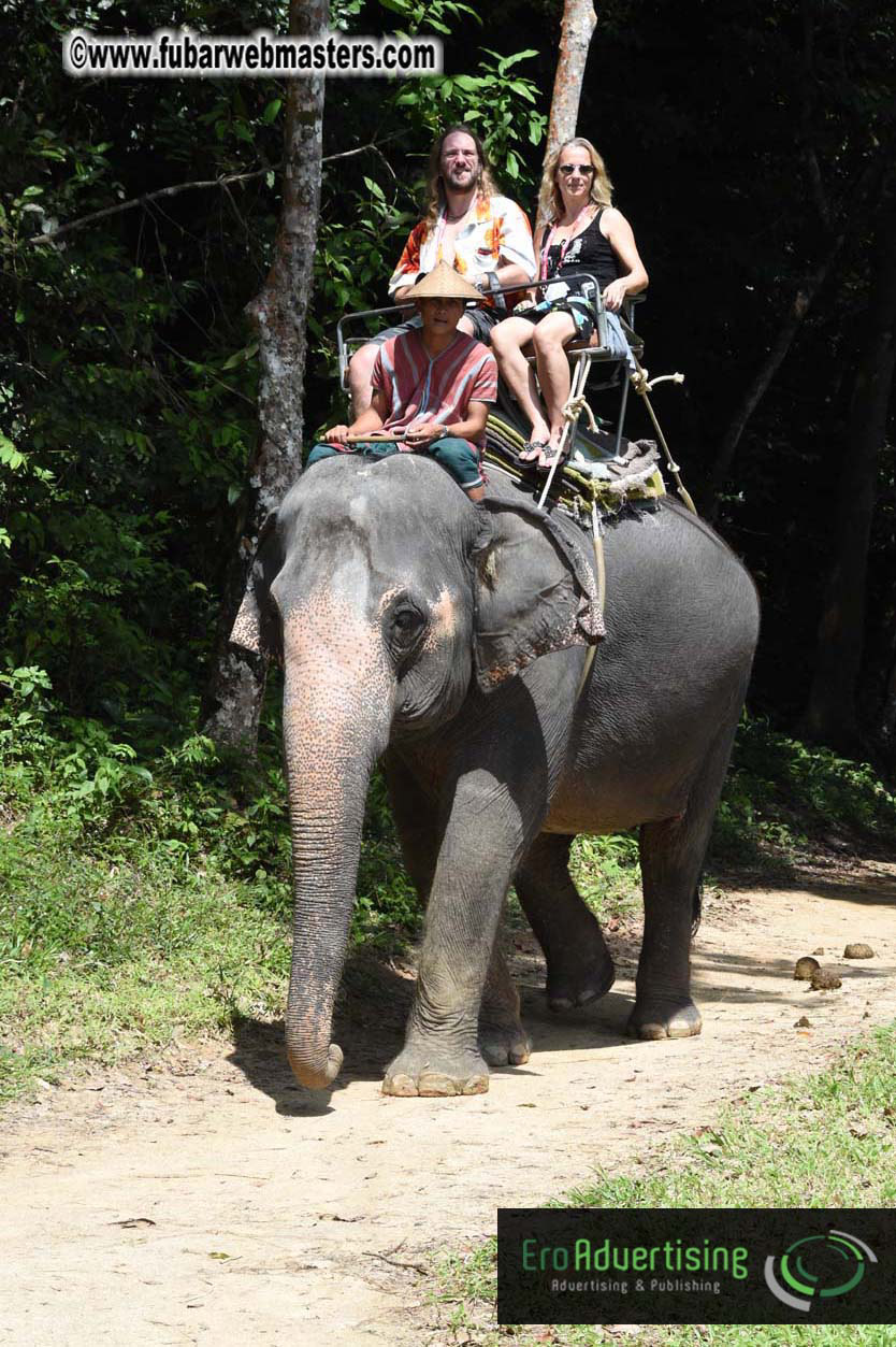 Elephant Safari 