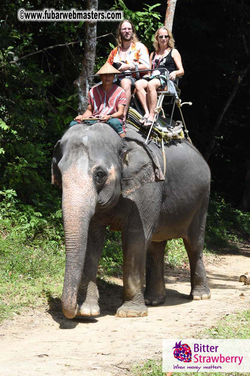 Elephant Safari 