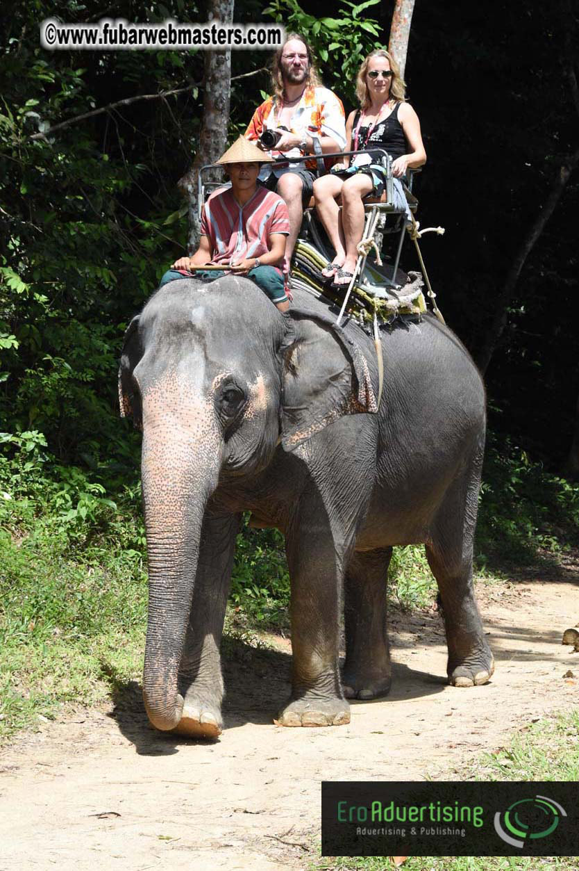 Elephant Safari 