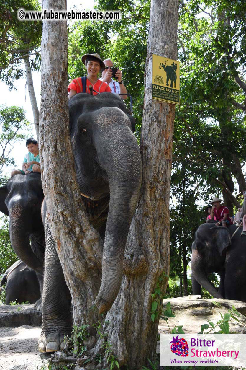 Elephant Safari 