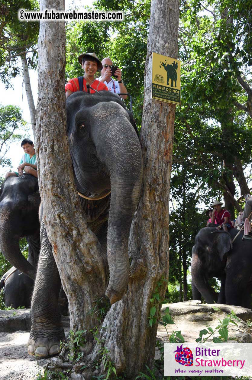 Elephant Safari 