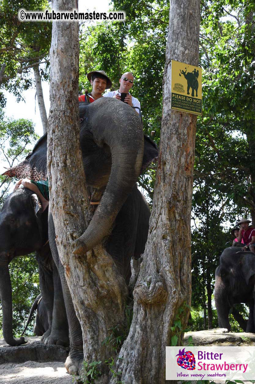 Elephant Safari 