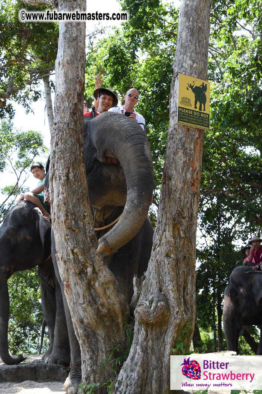 Elephant Safari 