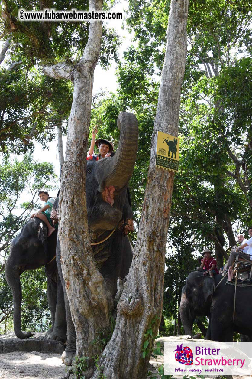 Elephant Safari 