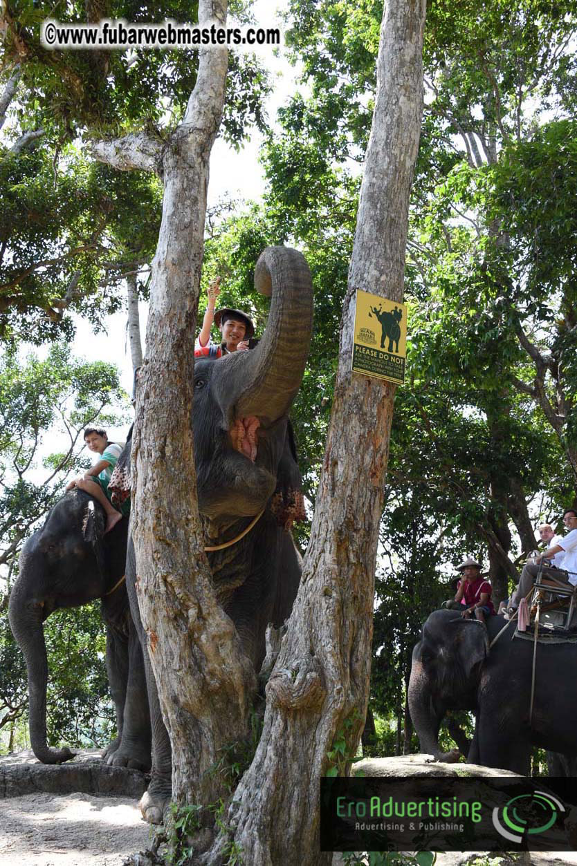 Elephant Safari 