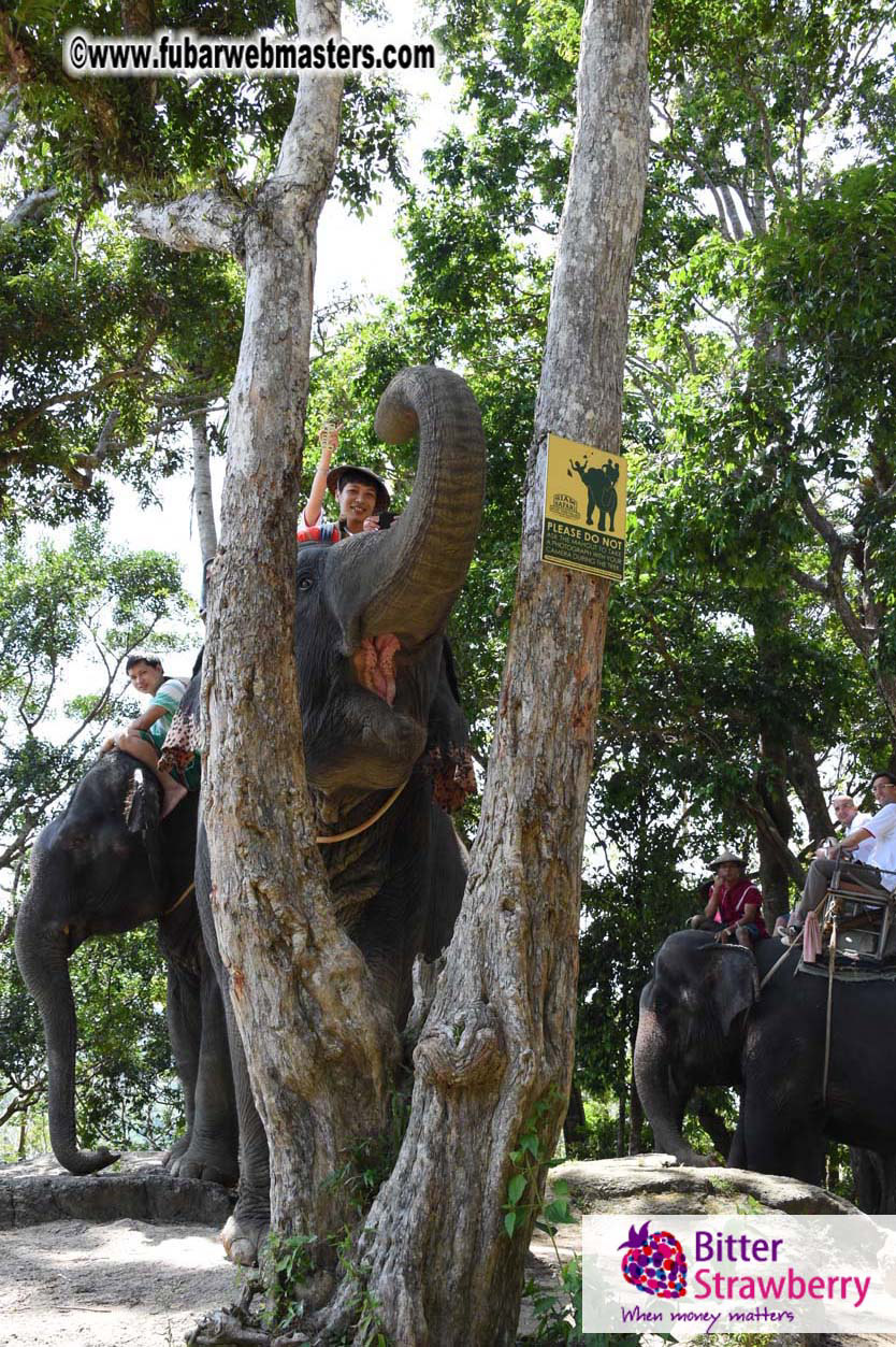 Elephant Safari 