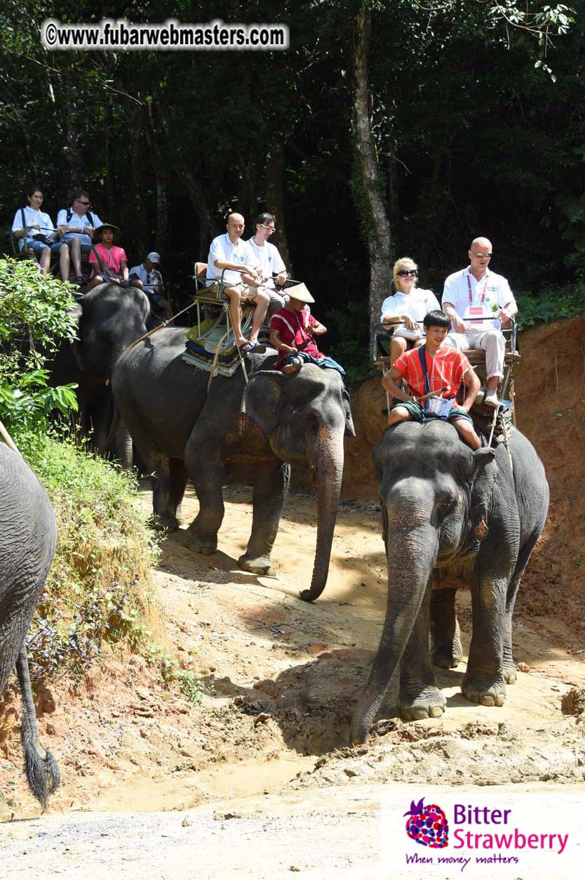 Elephant Safari 