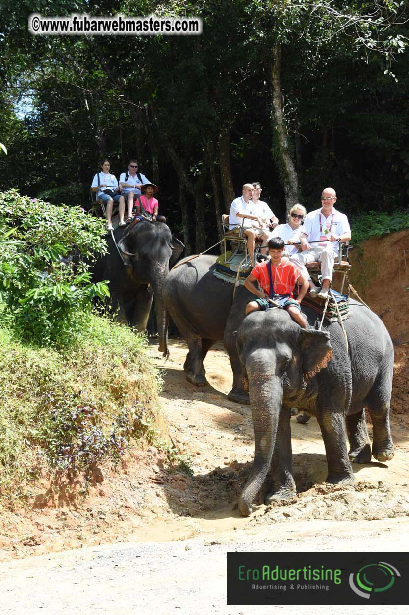 Elephant Safari 