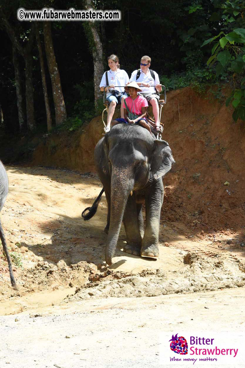 Elephant Safari 