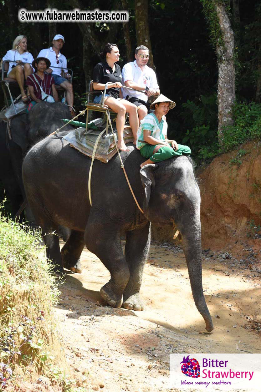 Elephant Safari 