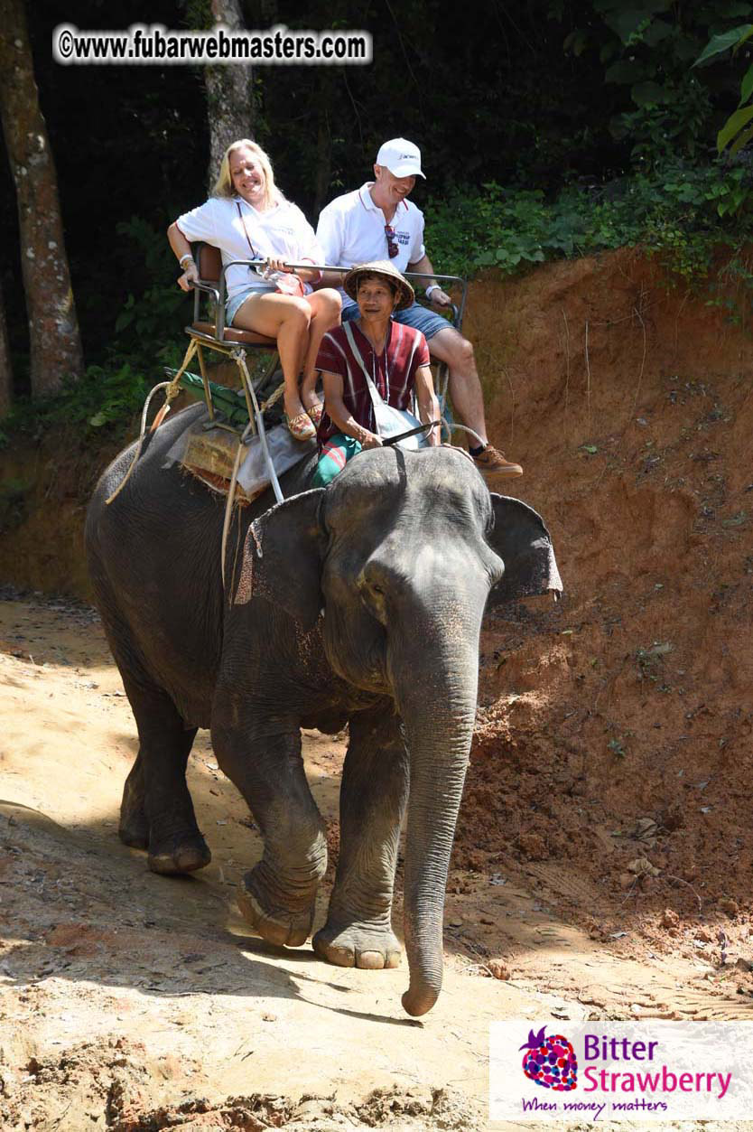 Elephant Safari 