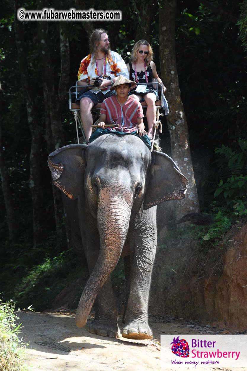 Elephant Safari 