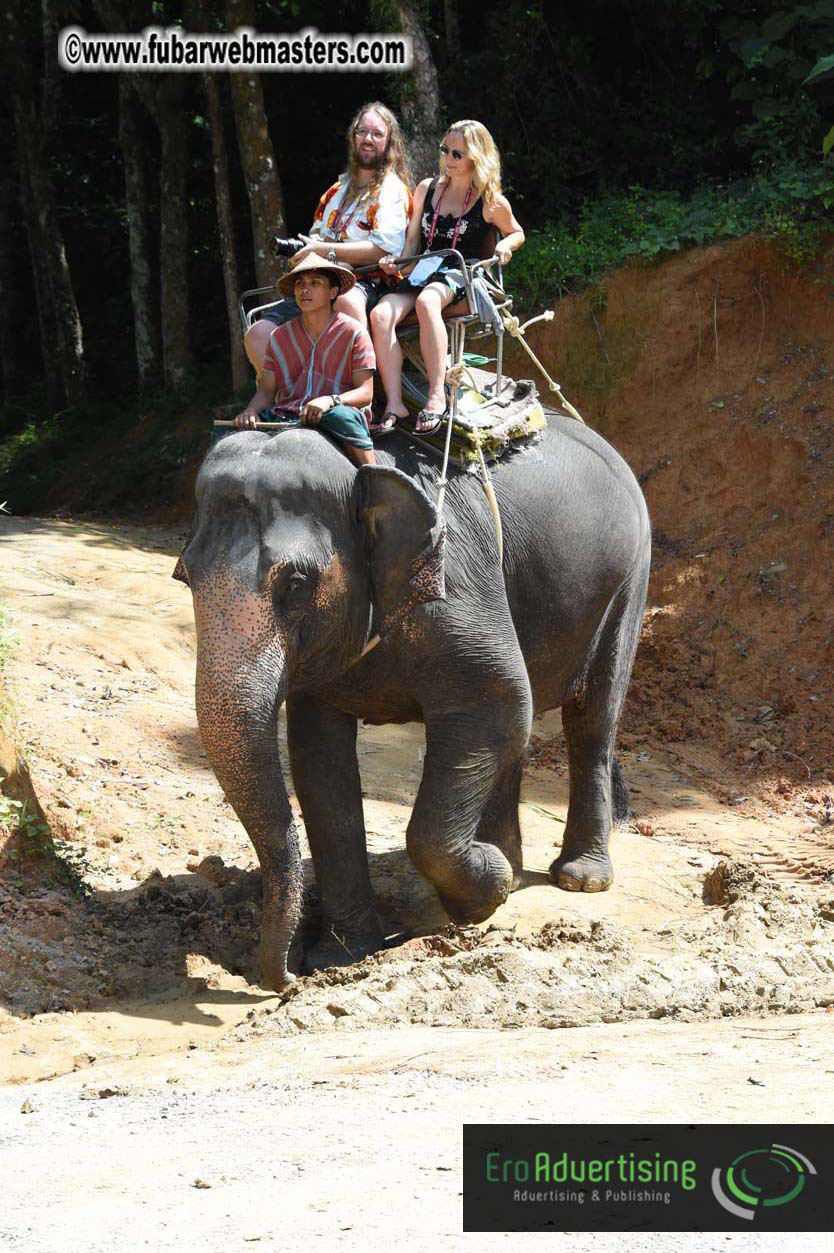 Elephant Safari 