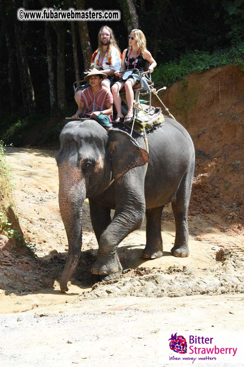 Elephant Safari 