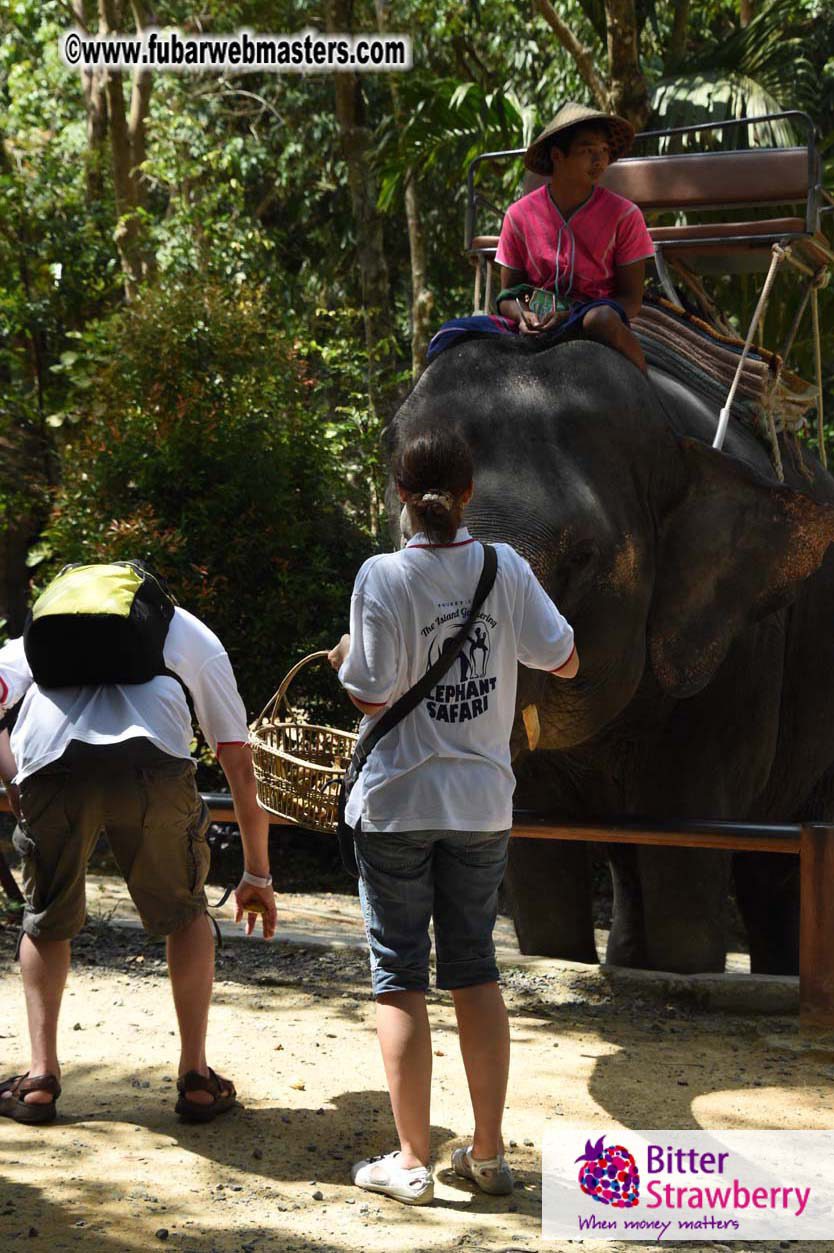 Elephant Safari 