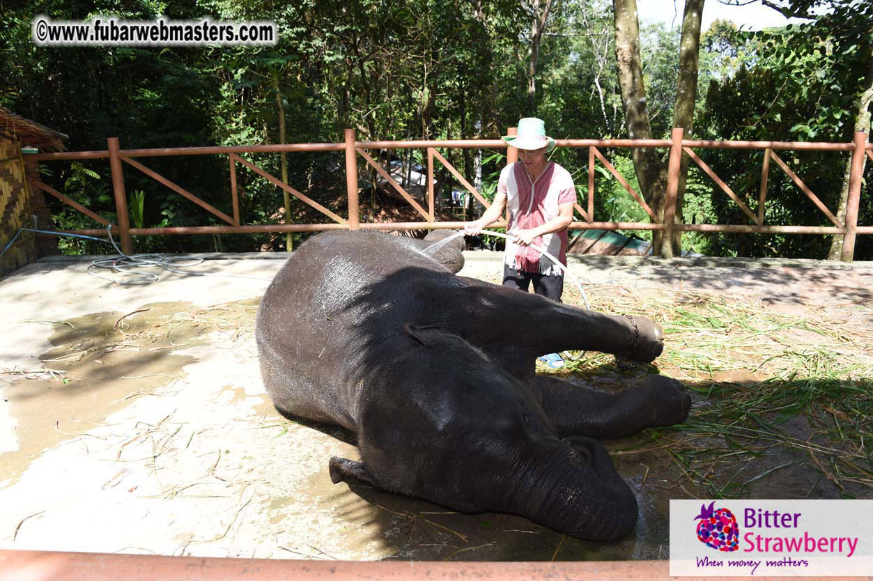 Elephant Safari 