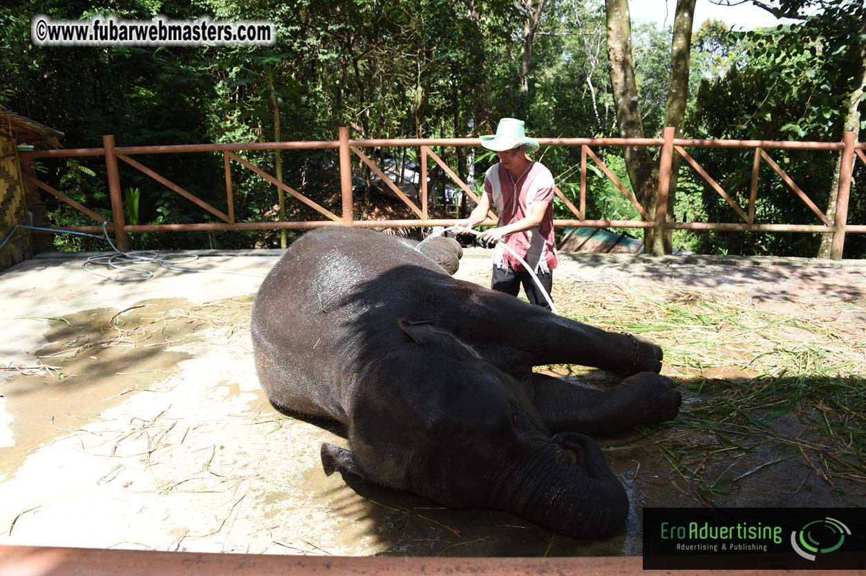 Elephant Safari 