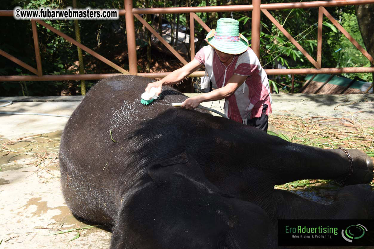 Elephant Safari 