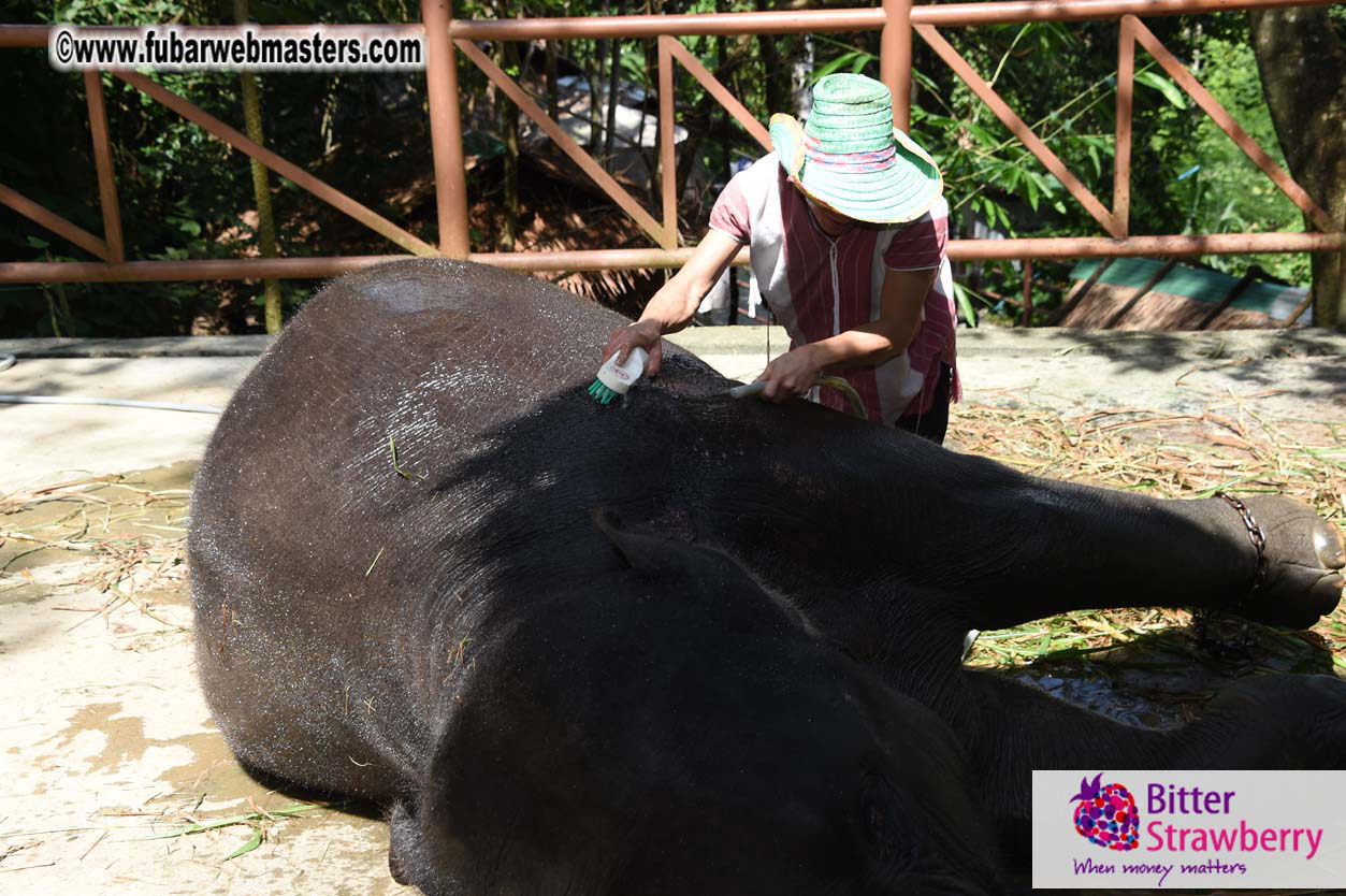 Elephant Safari 