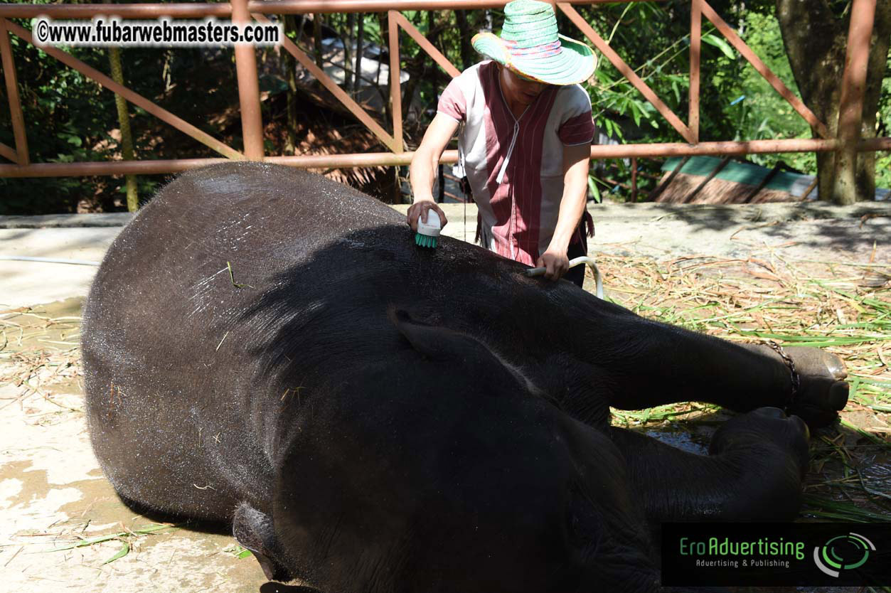 Elephant Safari 