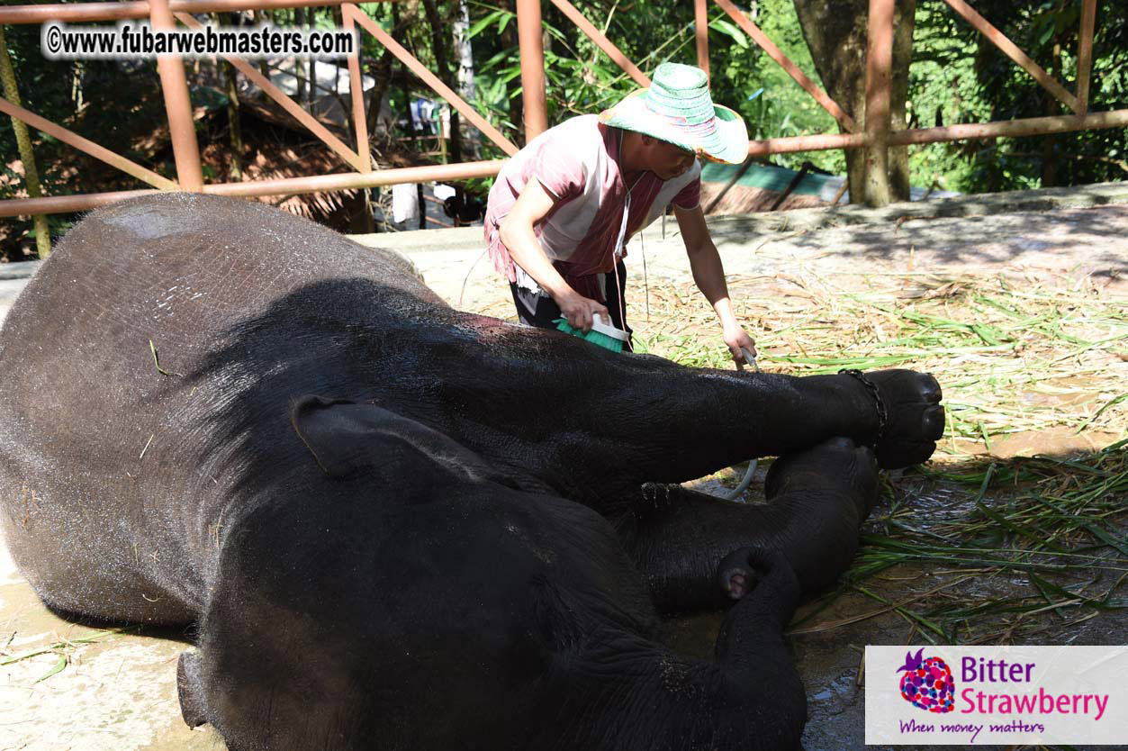 Elephant Safari 