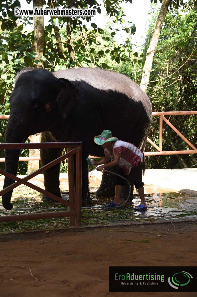 Elephant Safari 