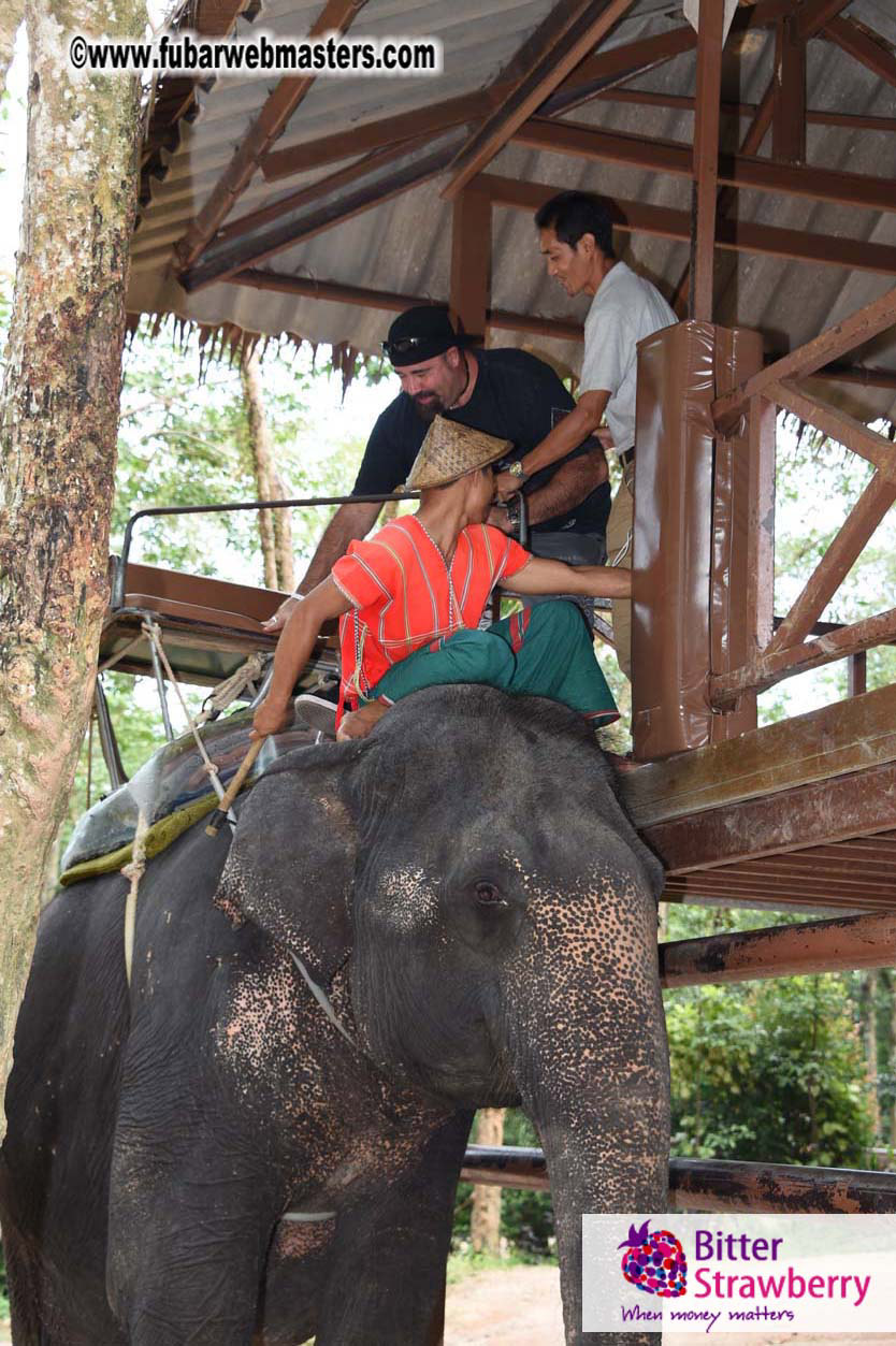 Elephant Safari 