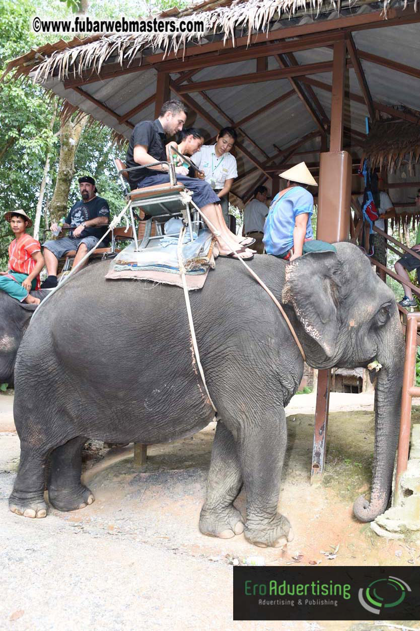 Elephant Safari 