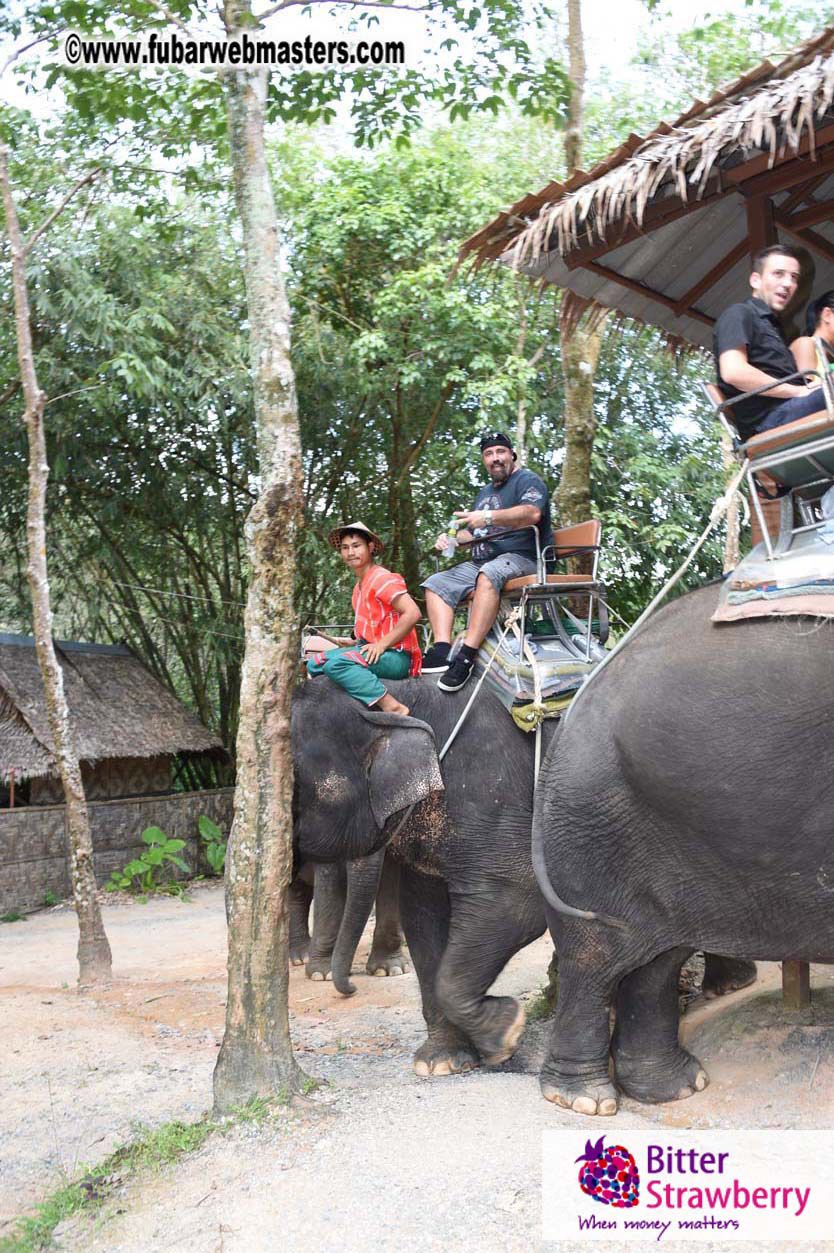 Elephant Safari 