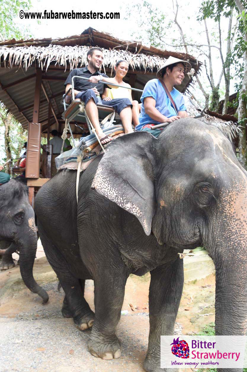 Elephant Safari 