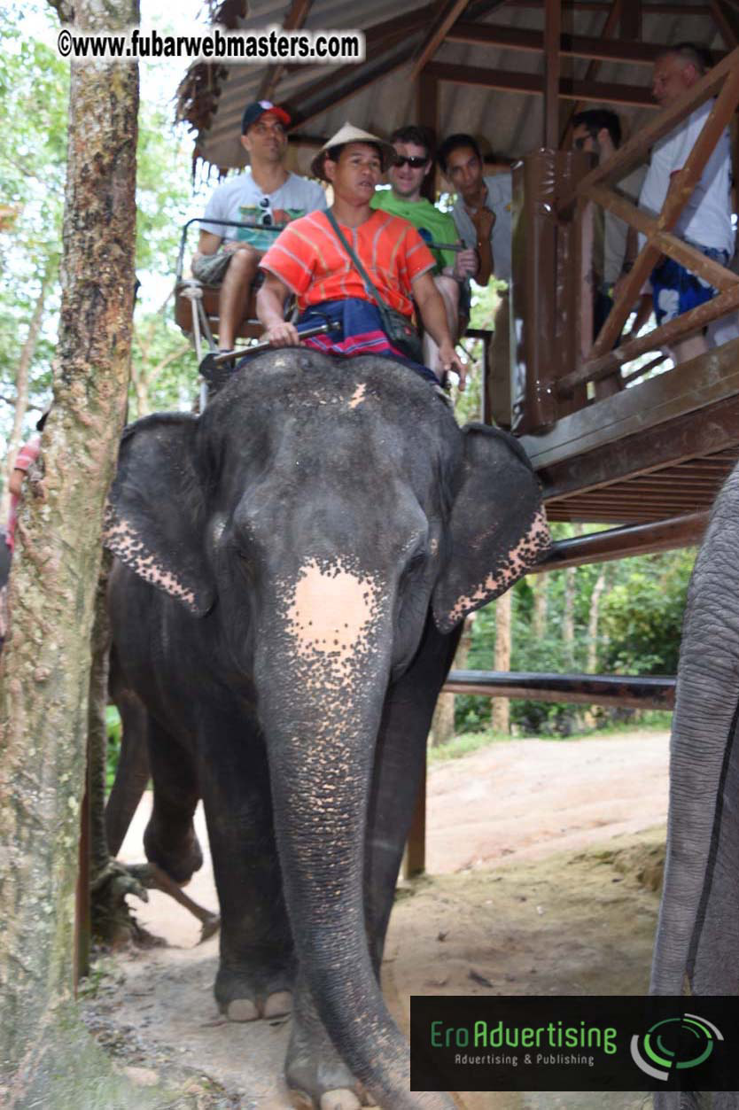 Elephant Safari 