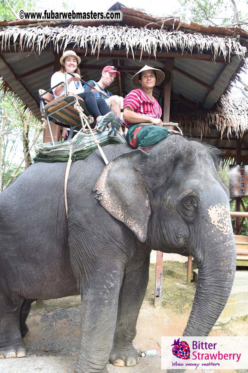 Elephant Safari 