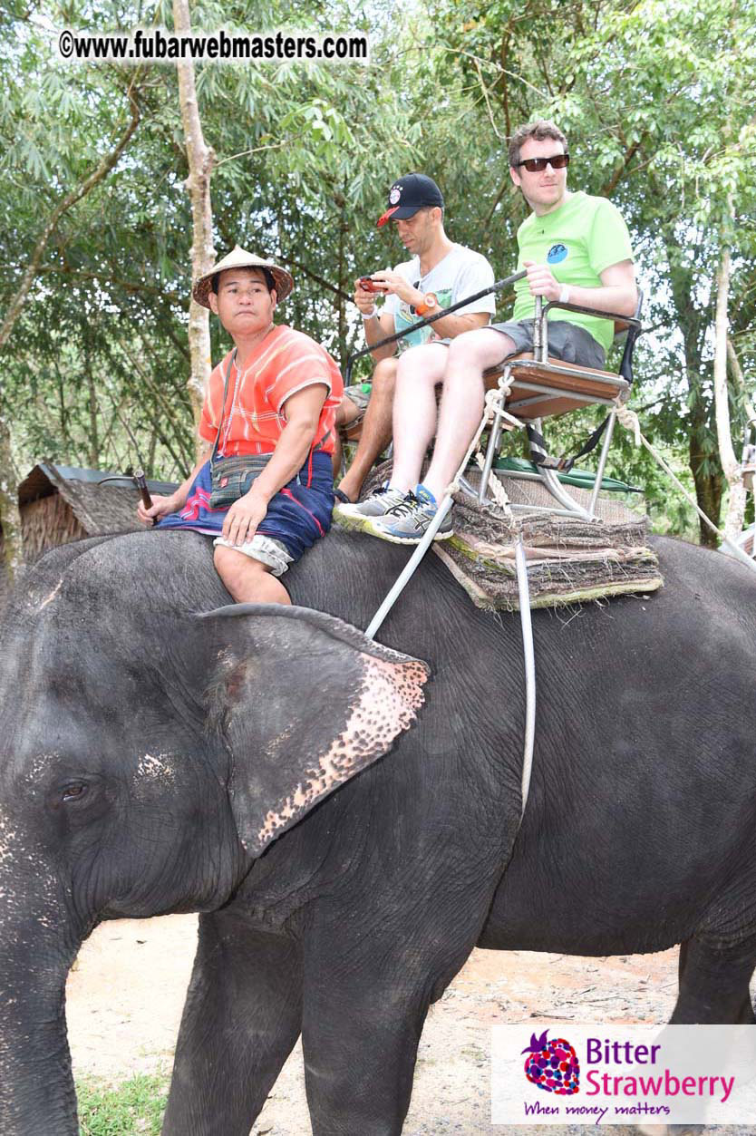 Elephant Safari 