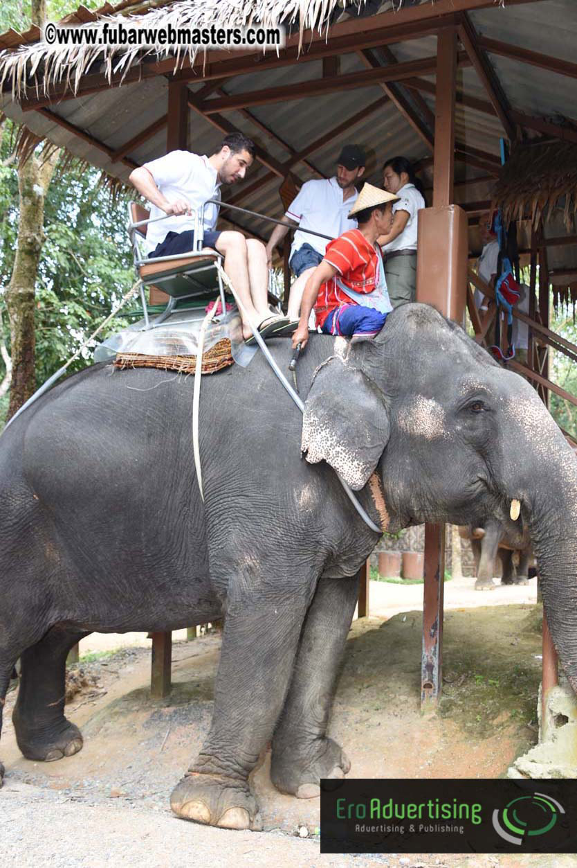 Elephant Safari 