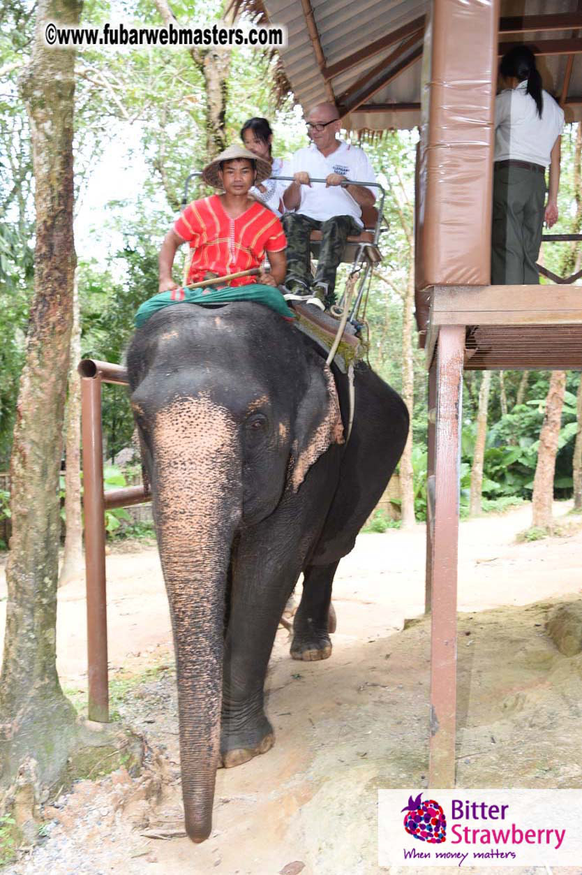 Elephant Safari 