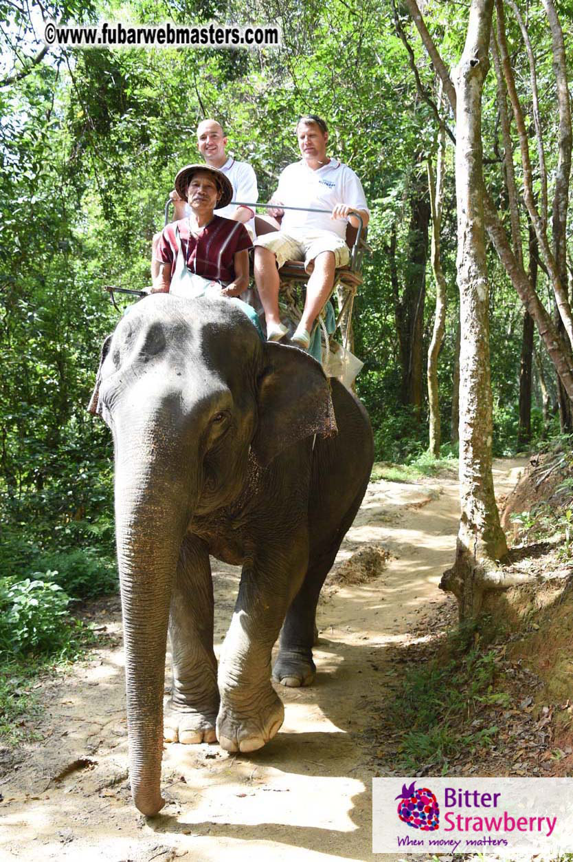 Elephant Safari 