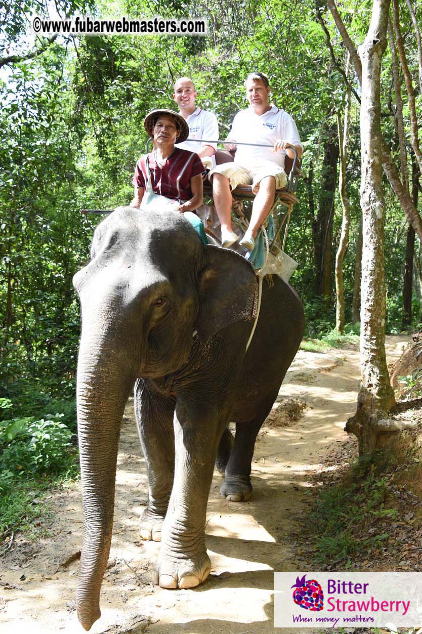 Elephant Safari 