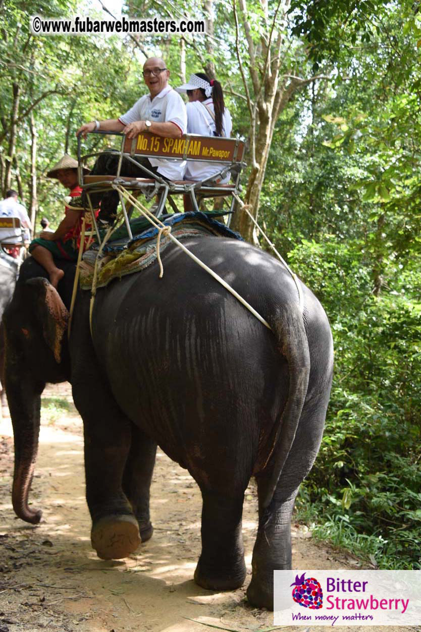 Elephant Safari 