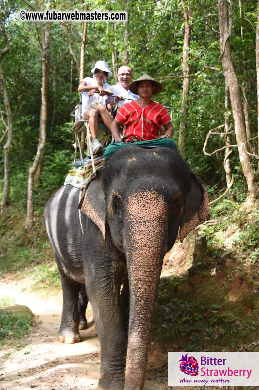 Elephant Safari 