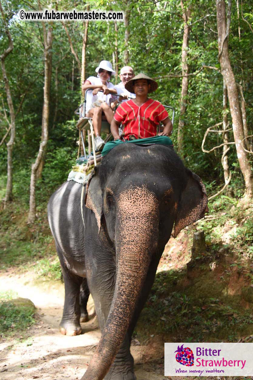 Elephant Safari 