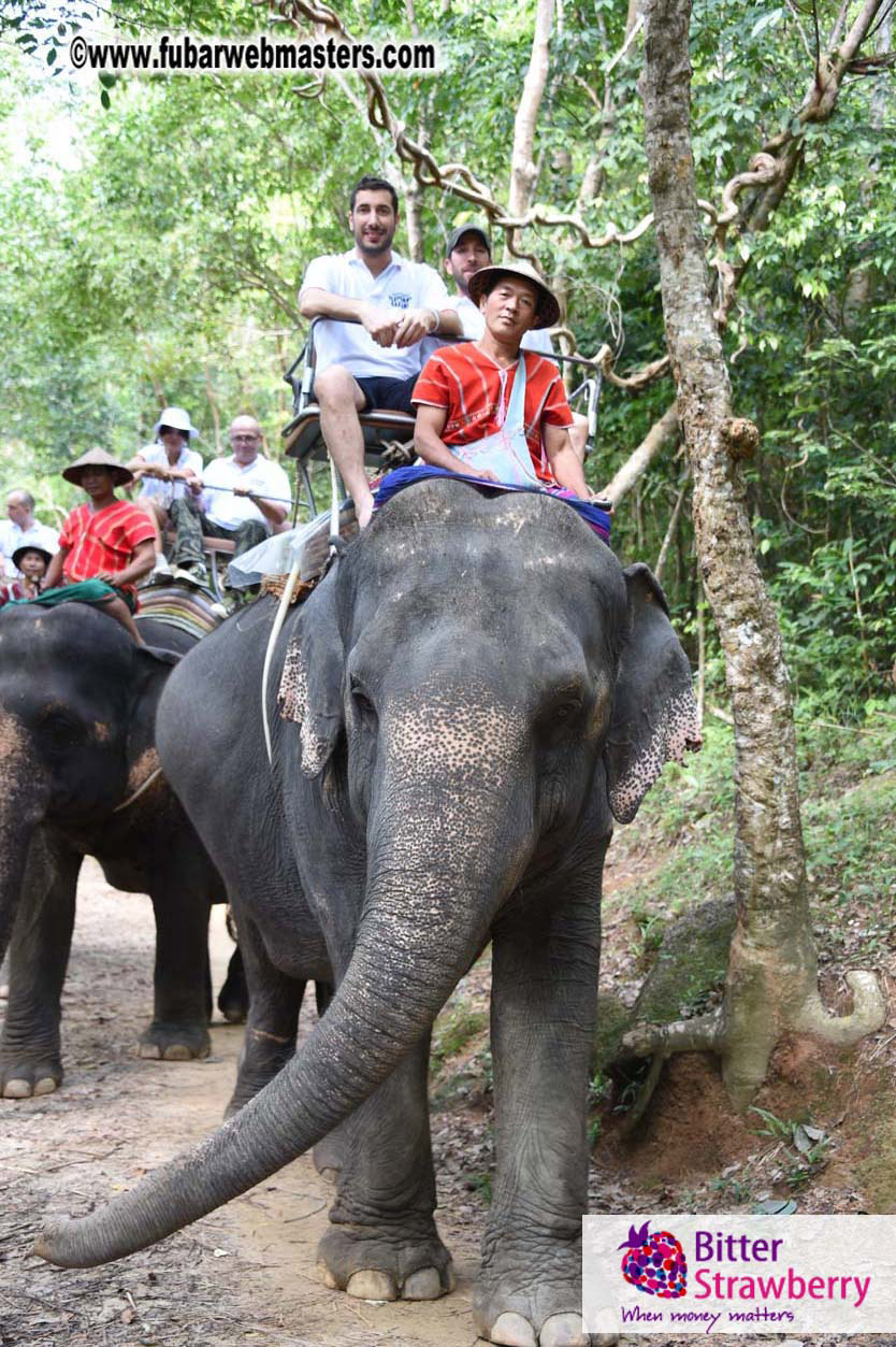 Elephant Safari 