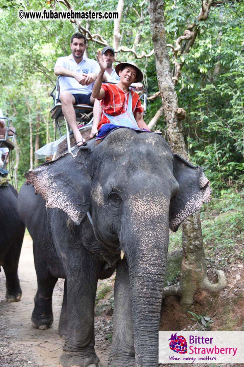 Elephant Safari 