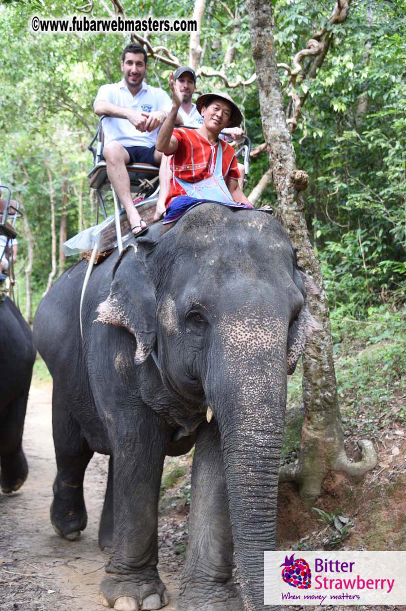 Elephant Safari 