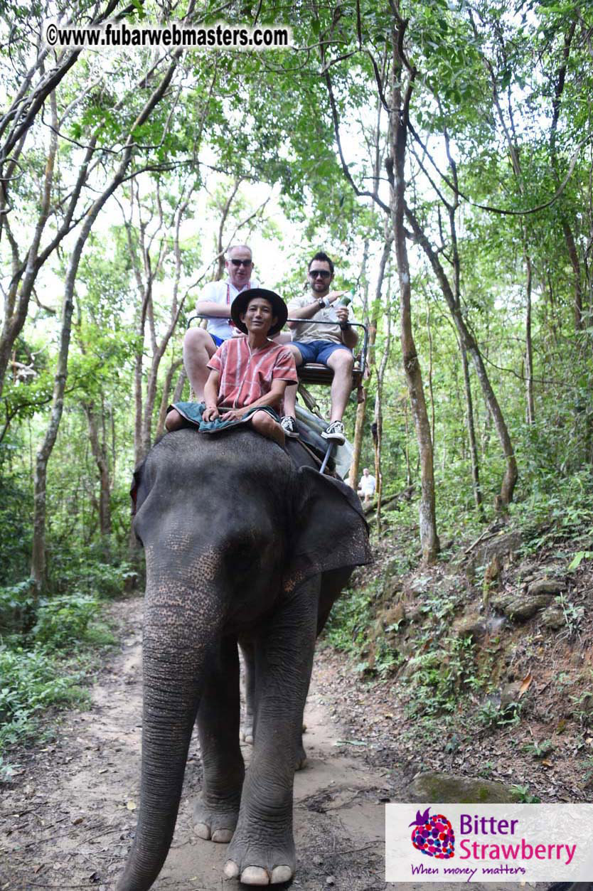 Elephant Safari 