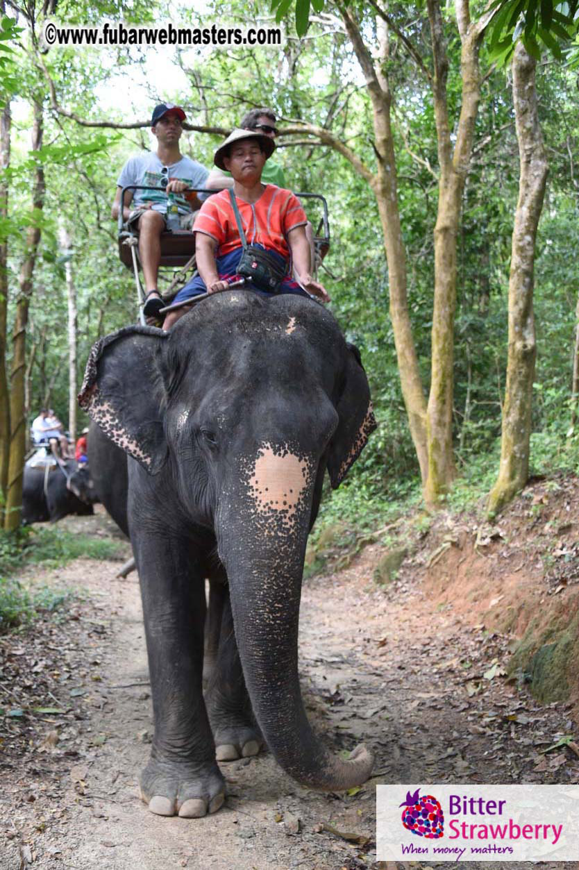 Elephant Safari 