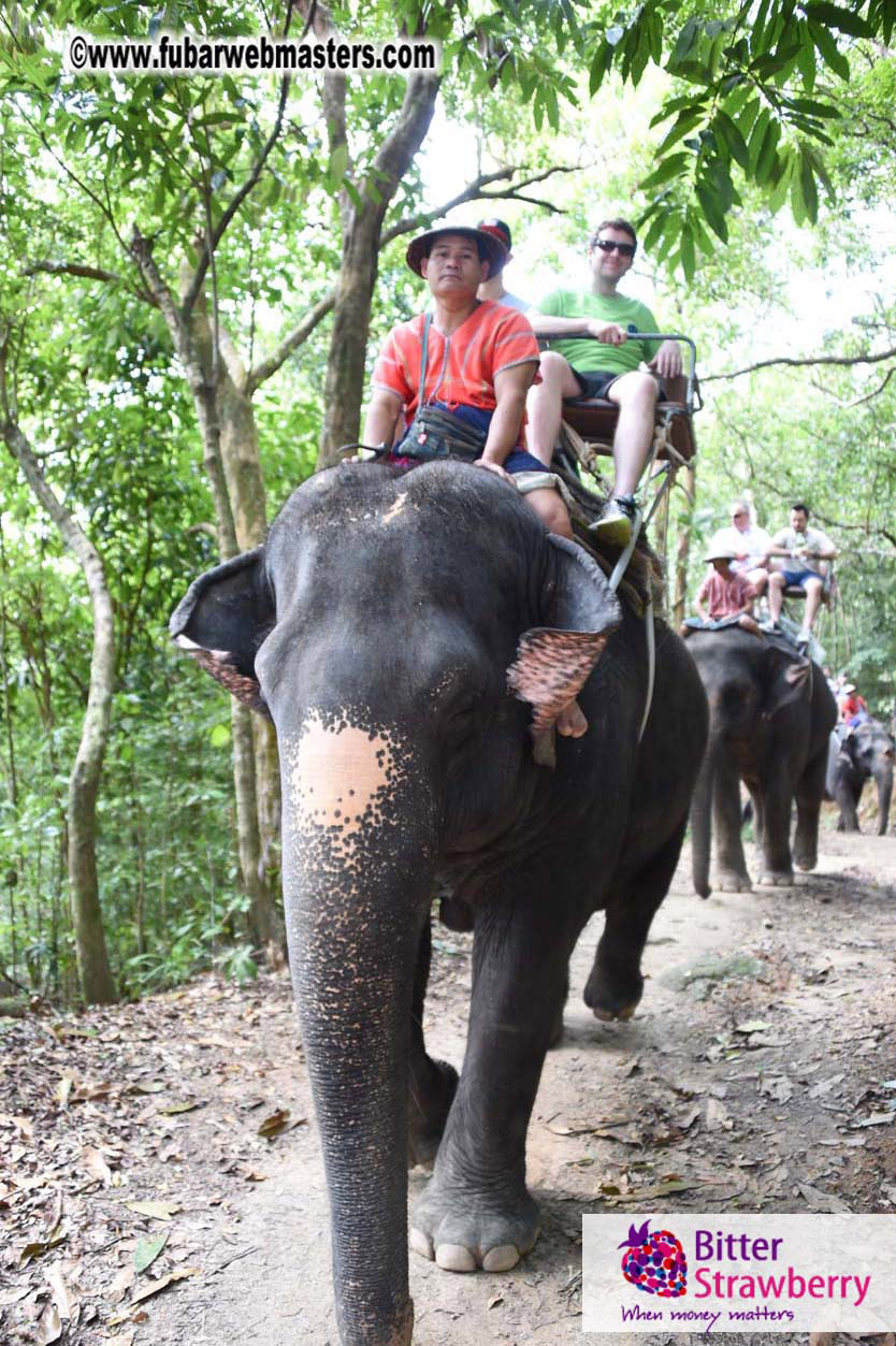 Elephant Safari 