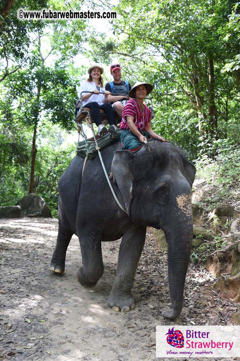 Elephant Safari 