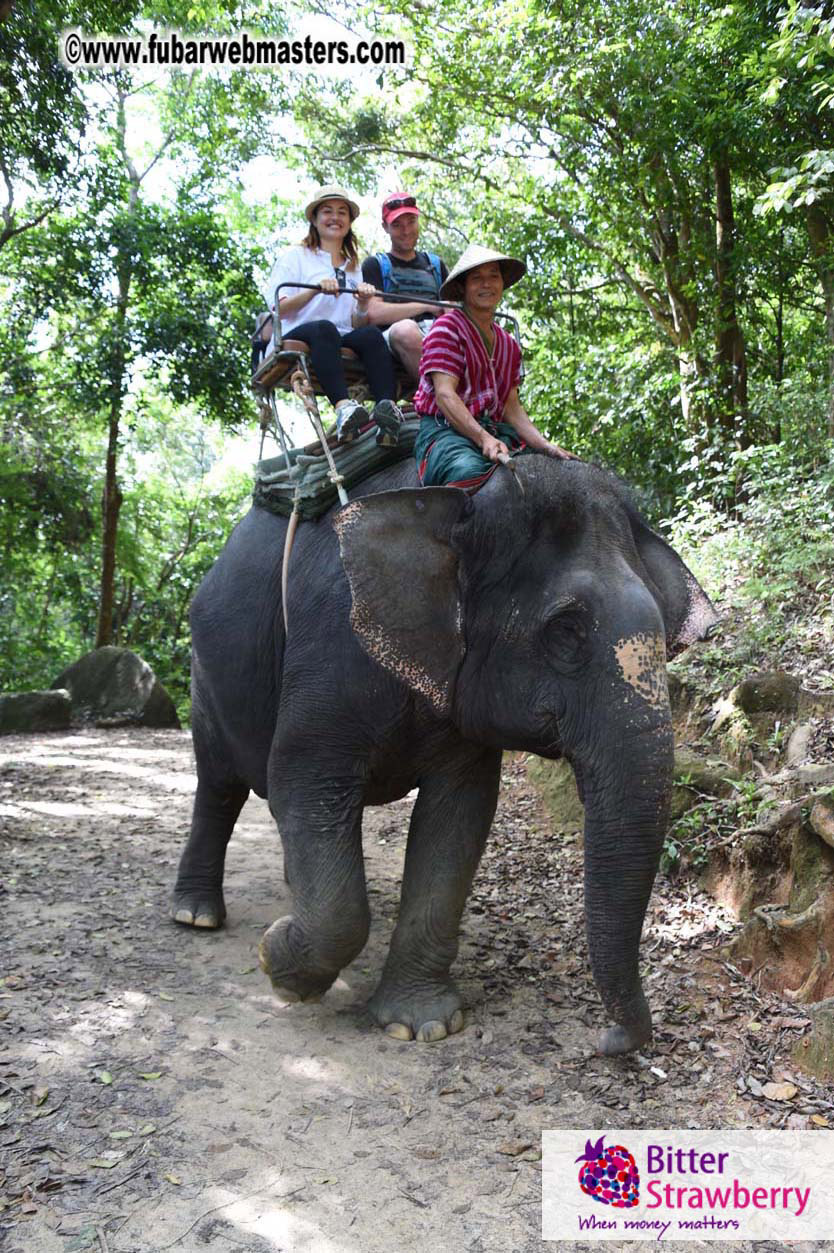 Elephant Safari 