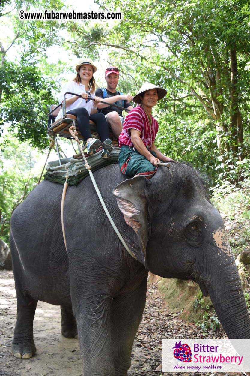 Elephant Safari 